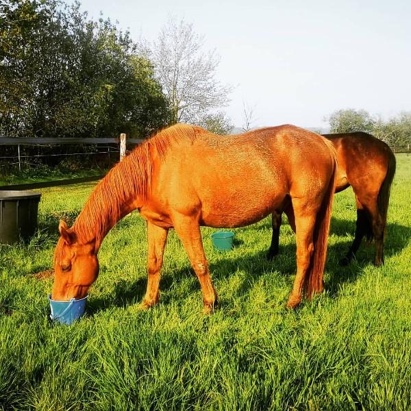 Verdure cheval