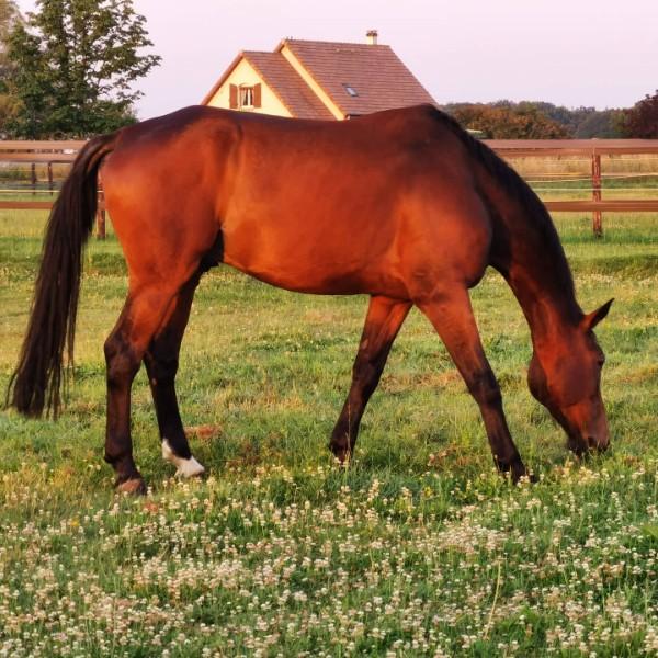 Cheval