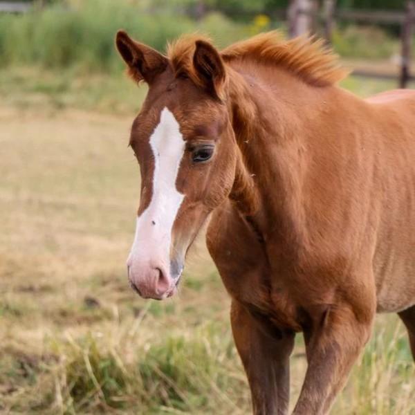 Accompagnement cheval