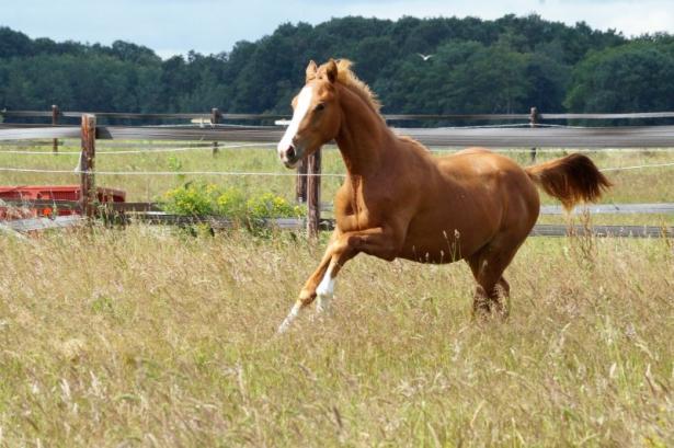 Cheval