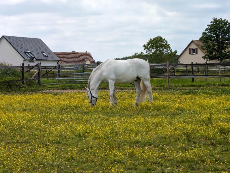 Cheval