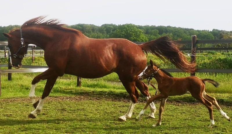 Chevaux