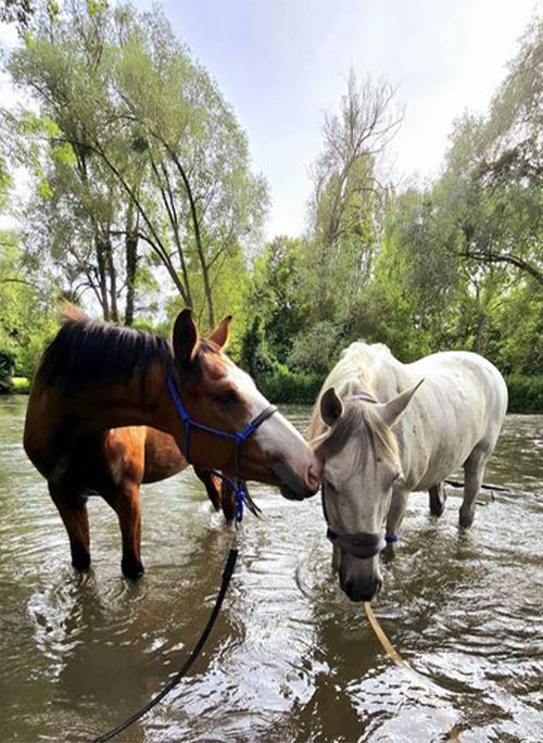 Horse Fit Center - votre centre équestre à Saint-Julien-de-la-Liegue